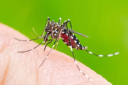 aedes-aegypti-el-mosquito-que-transmite-dengue-D64WY3NZZZEIDNXJLA6SBD5ROU