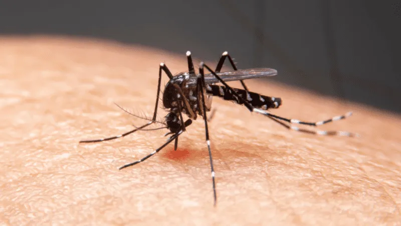 dengue-1