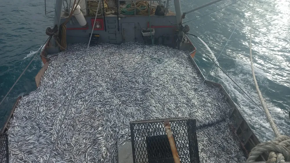 anchoita